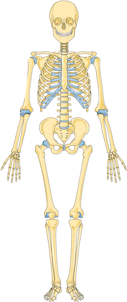 skeleton